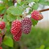 le Georgiche Vivai le Georgiche - Pianta vera di Lampone Tulameen - Unifero Tardivo Rubus idaeus 'Tulameen' - vaso Ø 15 cm - altezza alla vendita 80-100 cm