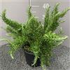 Genérico ROSMARINO PROSTRATO │ Pianta aromatica officinale in vaso Ø 18 cm