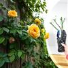 Blue Magic Design Rosa rampicante gialla a radice nuda Goldfassade, rosa resistente per esposizioni verticali vivaci, bordi del giardino e accenti per vialetti