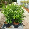 Vivaio di Castelletto Lauroceraso Prunus laurocerasus 24 piante da siepe in vaso da 2 litri h. 40/60 cm Vivaio di Castelletto