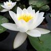 NATURAVIVA BASSANO NINFEA RUSTICA RESISTENTE BIANCA (ALBA PLENISSIMA)