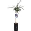 SUN TOUCH Pianta di Finger Lime/Caviale di limone - Frutto Verde - Citrus Australasica - H100cm inclusa Fitocella