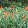 le Georgiche Vivai le Georgiche - Pianta vera di Kniphofia Royal Castle - vaso Ø 11 cm