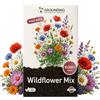 Grounding Maxi - Semi Miscuglio Fiori di Campo (Wildflower Mix) Multicolore, 10000+ semi - Effetto prato rustico "meadow", attira impollinatori - Qualità Europea