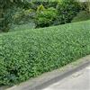 GardenersDream Siepe di Ligustro Verde (Ligustrum Ovalifolium) - Sempreverde ad Crescita Rapida per Privacy e Giardinaggio, Facile da Mantenere e Resistente alla Siccità.