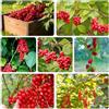 Generic Schisandra da balcone perenni resistenti da giardino balcone bonsái colonna letto elevato per giardino semi 100pcs