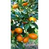 Generico Pianta di Fortunella Margarita - Mandarino Cinese Kumquat - Vaso 20 cm Innesto Basso