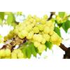 Generic Portal Cool Grosella Stellata - Phyllanthus acidus - 25 Semi - Semi