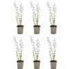 Bloomique - Set di 6 - Nepeta Walker's Low - Pianta Ornamentale gatta - Resistente - Perenne - Amica delle api - Altezza 10-20 cm - Vaso da 9 cm