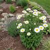 Bloomique - Set di 3 - Leucanthemum Silberprinzessche - Margherita - Ricca fioritura - Resistente al freddo invernale - Perenne - Altezza 10-20 cm - Vaso 9 cm