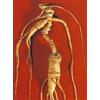 Herboplanet TINTURA SPAGIRICA ALCHEMICA PANAX GINSENG 50 ML