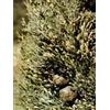 Herboplanet TSA CUPRESSUS SEMPERVIRENS50 ML