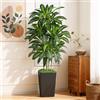 Keeplush Pianta Finta Dracaena Artificiale 150cm alta con Vaso Nera, Piante Finte da Interno Grandi Ha 105 foglie, Albero Artificiale Interni Per Soggiorno Ufficio Giardino Dec