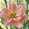 Generic semi di hemerocallis - raro giardino roccioso rampicanti biologiche decorazioni giardino per esterni decorazione del soggiorno tappezzanti varietà 500pcs