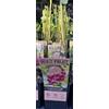 MODIPITRE 1 Pianta di mirtillo rosa su vaso cm 19 MODIPITRE