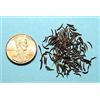 Generic Kala Jeera Grani di erbe aromatiche di cumino nero imperiale Bunium Persicum Grani di erbe Confezione da 100