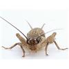 Eurocrickets | Grilli vivi misura n. 4 (12-14 mm) Medium | Mini Pack - 60 pezzi | grilli per rane