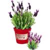 P. Piantine da Orto | Lavanda Stoeaches, Pianta in Vaso Diametro 14 cm, Pianta Pronta per il Trapianto, Pianta Vera da Esterno, Piantina Aromatica per Balcone o Terrazzo, Vivaio Italiano