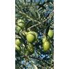 Generico Pianta di Olivo Ascolana (da Mensa) in Vaso 18 cm