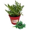 P. Piantine da Orto | Valeriana, Pianta in Vaso Diametro 14 cm, Pianta Pronta per il Trapianto, Pianta Vera da Esterno, Vivaio Italiano