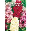 Italsementi VIOLACIOCCA GIGANTE DI NIZZA - (Matthiola incana)