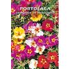 Floriana-Bulbose PORTULACA semplice in miscuglio (Portulaca grandiflora) - SEMI