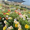 Generic portulaca decorazioni giardino per esterni, balcone giardino, d'appartamento rare roccioso rampicanti biologiche, primaverili 250semi