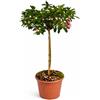Generico Azalea da Esterno ad Alberello in Vaso 20 | Pianta Acidofila Sempreverde Alta 100-110 cm | Fioritura Primaverile | Prodotta in Italia (Lara)