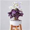 Generico 20 pezzi di Oxalis, bassa manutenzione, trifogli viola adatti per la coltivazione in interni, esterni, giardini e vasi