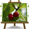 EURO PLANTS VIVAI Ciliegio Durone Mora di Cazzano o Mora di Verona pianta da frutto antico vaso 24 cm Altezza 160-180 cm - Età 4 anni