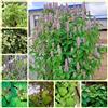Generic Semi di patchouli, Cabina Pogostemon, orto di aromatiche, da balcone Le da giardino sono 500pcs