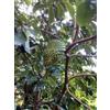 Generico 8 semi di Soursop (Annona Muricata)