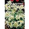 Floriana-Bulbose STELLA ALPINA edelweiss - SEMI