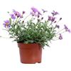 eGarden.store Pianta di Brachyscome Multifida o Margheritina Australiana pianta ornamentale da esterno per balcone terrazzo o giardino pianta vera da fiore lilla venduta da eGarden.store (Lilla v.10 cm)