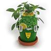 Gardenstuff BASILICO IN DIVERSE VARIETÀ - 10, Basilico limone