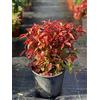 Vivaio di Castelletto Nandina domestica Fire Power Bambù sacro pianta sempreverde a cespuglio in vaso ø19 cm Vivaio di Castelletto