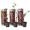 Plant in a Box - Piante di uva - Set di 3 - Vitis Vinifera - Uva Rosso - Duro - Vaso 9cm - Altezza 25-40cm
