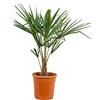 Bloomique - Trachycarpus Fortunei - Palma del Vento Cinese - Palma da Giardino - Resistente al Freddo - Alta 70-90 cm - Vaso 24 cm
