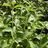 le Georgiche Vivai le Georgiche - Pianta vera di Stevia rebaudiana Stevia rebaudiana 'Candyleaf' Pianta dello zucchero, herba zucchero - vaso Ø 12 cm