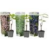 Plant in a Box - Piante di uva - Mix di 3 - Vitis Vinifera - Uva - Vaso 9cm - Altezza 25-40cm