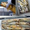 Yhenlovtt 50 ganci fluorescenti per pesca alla carpa, in acciaio ad alto tenore di carbonio, con Nonglow Ye (10)