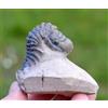 Trilobite - Crotalocephalina (Crotalocephalus) Gibbus - Devoniano - Marocco