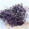 YIWOYI Bouquet di fiori secchi naturali, Gypsophila paniculata, ideali per feste di nozze o decorazione della casa, 15-30 cm, 20 g, viola