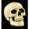 Veronese Totenkopf Salvadanaio - Teste Umane Teschio Figura Sparkasse