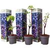 Plant in a Box - Piante di uva - Set di 3 - Vitis Vinifera - Uva Blu - Duro - Vaso 9cm - Altezza 25-40cm
