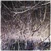 Eraldo Bernocchi, Harold Budd, Robin Guthrie Winter Garden (CD) Album