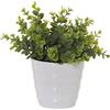 DRW Pianta Artificiale crassula di polietilene e Tessuto Verde 25 cm, 25cm