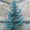 le Georgiche Vivai le Georgiche - Pianta vera di Picea pungens Glauca Picea pungens f. glauca Abete blu, Abete azzurro, Peccio del Colorado - vaso Ø 19 cm - altezza alla vendita 20-30 cm