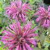 Arborix 6 x Monarda 'Aquarius' - Perenni Vaso 9cm x 9cm