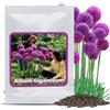 Magic of Nature Semi di Aglio Gigante (30 pz) Allium giganteum, Resistente e Perenne - Fiori Viola fino a 150cm per il Tuo Giardino